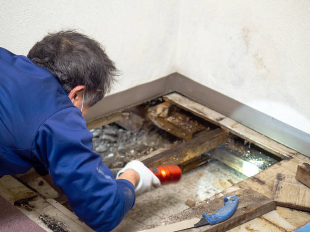 Best Office Mold Removal Services  in Santa Ynez, CA