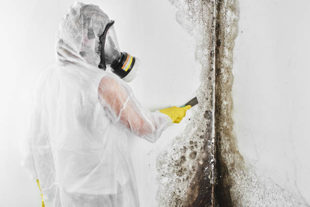 Best Affordable Mold Removal  in Santa Ynez, CA