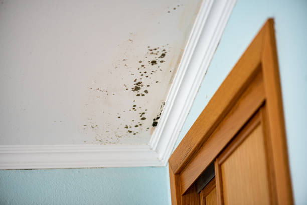 Best Professional Mold Removal  in Santa Ynez, CA