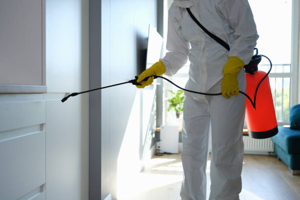 Certified Mold Removal in Santa Ynez, CA