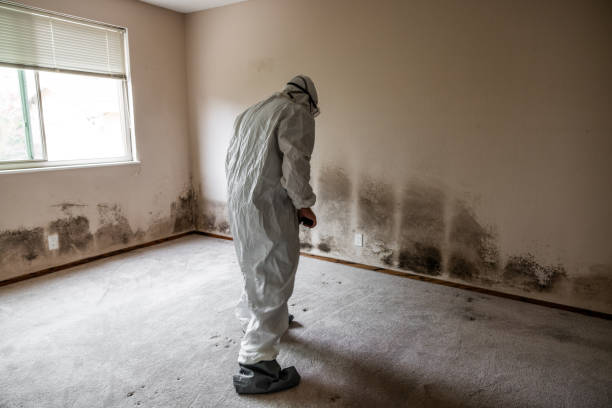 Best Mold Remediation Experts  in Santa Ynez, CA