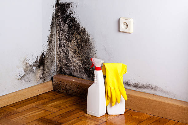 Best Crawl Space Mold Removal  in Santa Ynez, CA