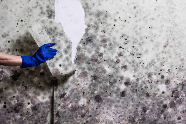 Best Best Mold Removal Companies  in Santa Ynez, CA