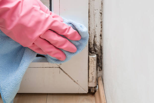 Mold Removal and Inspection in Santa Ynez, CA