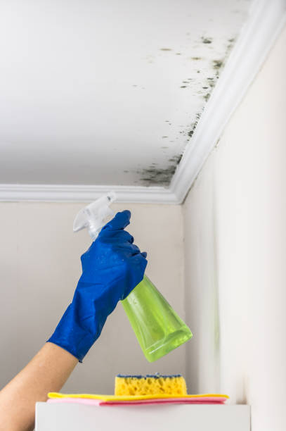 Trusted Santa Ynez, CA Mold Removal Experts